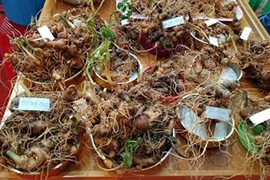 Sâm Ngọc Linh giả rao bán tràn lan trên thị trường