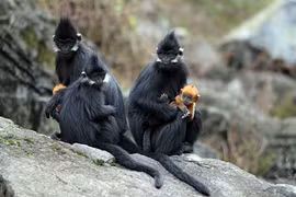 Đàn voọc 90 con, mẹ đen con vàng, thích ăn thảo quả ở xứ Tuyên