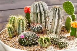 5 loại cây phá nát phong thủy, xua đuổi tài lộc