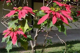 Trồng cây trước nhà không đúng cách, vận xấu bủa vây