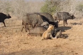 Video: Trâu rừng hùng hổ cứu bạn, thắng rồi lại bỏ đi