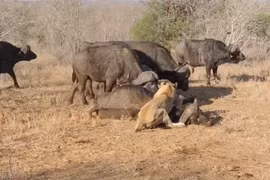 Video: Trâu rừng hùng hổ cứu bạn, thắng rồi lại bỏ đi