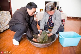 Phát hiện “khối thịt bầy nhầy”, không ngờ là vật quý hơn 35 tỷ đồng?