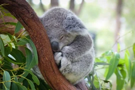 Lạ lùng những loài động vật "lười biếng" nhất thế giới