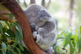 Lạ lùng những loài động vật "lười biếng" nhất thế giới