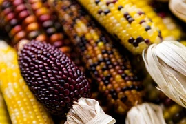 Các loại thực phẩm có nguy cơ gây ung thư cao mà bạn ít ngờ