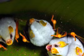 Video: Loài dơi trắng tí hon - Pokémon phiên bản đời thực