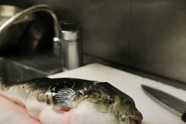 Thứ cá có độc chết người nhưng trở thành món đặc sản ở Nhật Bản