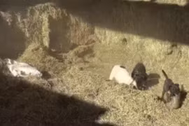 Video: Đống rơm vừa được nâng lên, bầy chó đã lao vào cuộc chiến nảy lửa