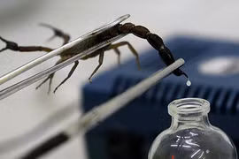 Video: Tại sao nọc độc bọ cạp nguy hiểm lại có giá tới 39 triệu đô?