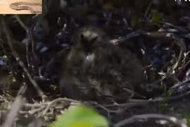 Video: Rắn hổ nhận cái kết đắng khi mò vào tổ cướp chim non