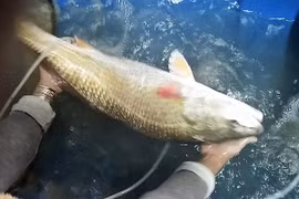 Video: Ngư dân bắt được cá "lạ" nghi cá sủ vàng quý hiếm