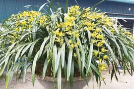 Tranh nhau mua lan tiến vua: Siêu rẻ, giá 13.000 đồng/cành