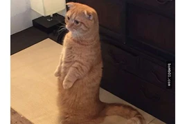 Biểu cảm đáng yêu của chú mèo không tìm thấy cá khô trong tủ