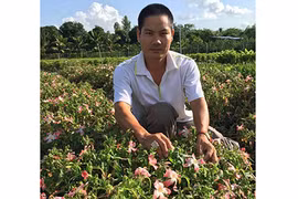 Cận cảnh loài thuốc bổ giúp "soái ca" miệt vườn thu 1 tỷ/năm