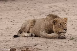 Cô bé bị sư tử vồ chết và cái kết gây rùng mình