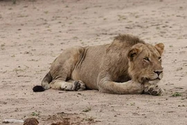 Cô bé bị sư tử vồ chết và cái kết gây rùng mình