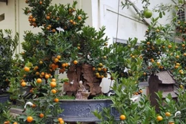 Quất cảnh chơi Tết giá chục triệu đồng vẫn đắt hàng