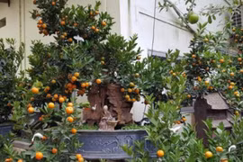 Quất cảnh chơi Tết giá chục triệu đồng vẫn đắt hàng