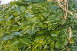 Rau ngót rừng ngon lạ miệng, giá hơn trăm ngàn/kg vẫn hết