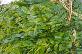 Rau ngót rừng ngon lạ miệng, giá hơn trăm ngàn/kg vẫn hết