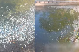 An Giang: Ao cá tiền tỷ nghi bị hạ độc ngày Tết