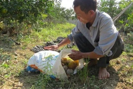 Cam tiến Vua ở Nghệ An rụng đầy vườn sau mưa lũ