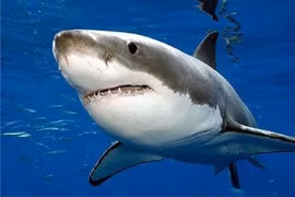 Những sự thật thú vị về loài cá mập