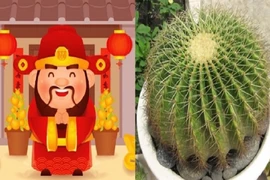 5 loại cây Thần Tài, chiêu tài dẫn lộc, lọc sạch không khí