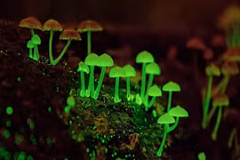 Loài nấm phát quang ngỡ như trong phim nhưng lại có thực ở Việt Nam