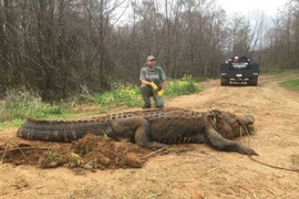 Bắt được cá sấu siêu "khủng", to đến mức không ai tin là thật