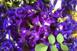 Hoa dại trước hiên nhà, sấy khô bán giá gần 1 triệu/kg