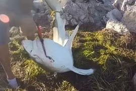 Video: Cá mập nằm trên mặt đất vẫn tung cú đớp cực nhanh vào tay người