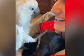 Video: Khoảnh khắc chú vẹt âu yếm và nói “I love you” với cún con