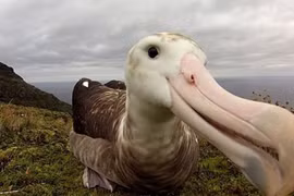 Chuột "ngoại cỡ" có thể khiến chim biển quý hiếm tuyệt chủng