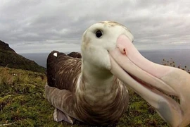 Chuột "ngoại cỡ" có thể khiến chim biển quý hiếm tuyệt chủng