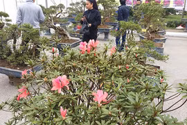 Đỗ quyên bonsai "hàng độc" chưng Tết giá gần tỷ "trình làng" Thủ đô