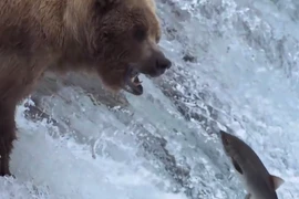 Video: Đại tiệc thịt cá hồi thịnh soạn của bầy gấu xám Bắc Mỹ