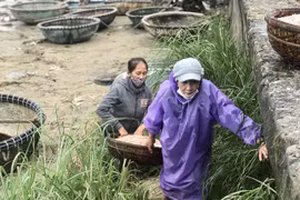 Ngư dân Đà Nẵng kiếm tiền triệu mỗi ngày nhờ món quà từ biển cả