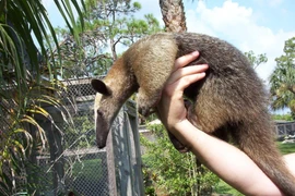 Đem 1 con vật lạ về, người đàn ông vui mừng khi biết lai lịch của nó