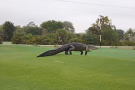 Cá sấu khổng lồ đột kích sân golf Mỹ