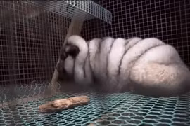 Những bức ảnh gây sốc về “cáo quái vật” bị vỗ béo để lấy lông