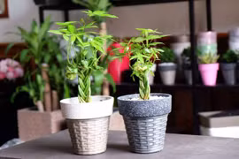 Trồng cây kim ngân vừa đẹp, vừa đón và giữ tài lộc đầy nhà