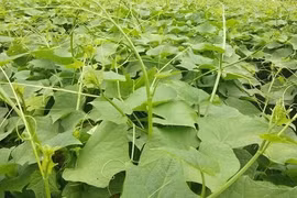 Ngọn su su giá quá rẻ bán không ai mua, người nông dân xót xa