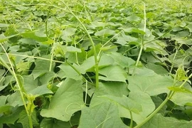 Ngọn su su giá quá rẻ bán không ai mua, người nông dân xót xa