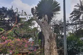 Ngắm cây vạn tuế có dáng cong mềm mại