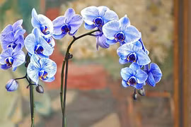 Lan hồ điệp nhập ngoại 3 triệu đồng/cành vẫn cháy hàng ngày Tết