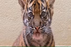 Bỏ hơn trăm triệu mua mèo cảnh nhận được chúa sơn lâm