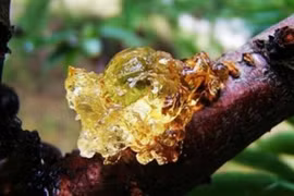 Giống cây chảy nước mũi, hứng đem bán được hàng trăm nghìn/kg