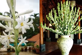 Cúng hoa trên bàn thờ dù là ai cũng nhất định phải biết điều này